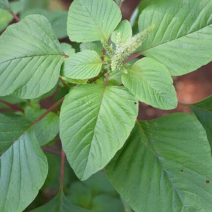 Amaranthus Seeds Green — Aromatic, Fast-growing seed pack | Native Indian Organics