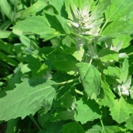 Chenopodium Album (Chakravarthini Keerai) Seeds — Fast-growing, Heirloom seed pack | Native Indian Organics