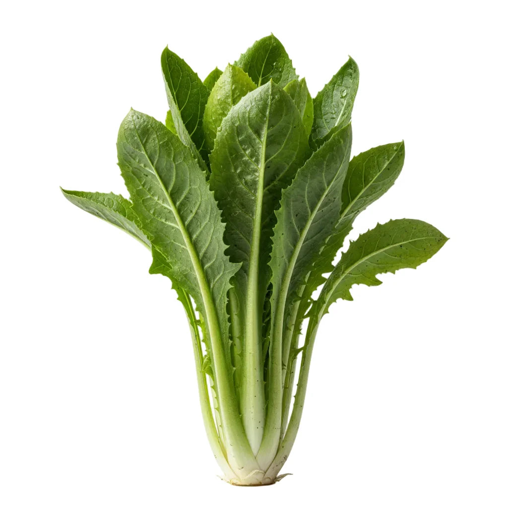 Chicory Leaves Seeds — Leafy Vegetable Seeds Online | Native Indian Organics