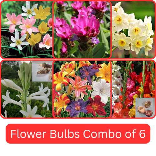 Flower Bulbs combo of 6