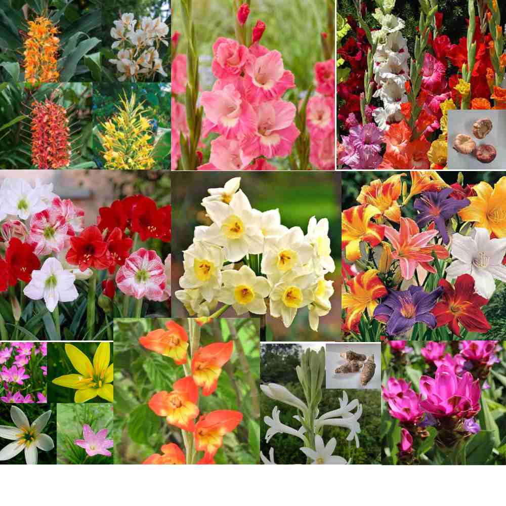 Flower Bulbs Mega Combo of 10 Varieties