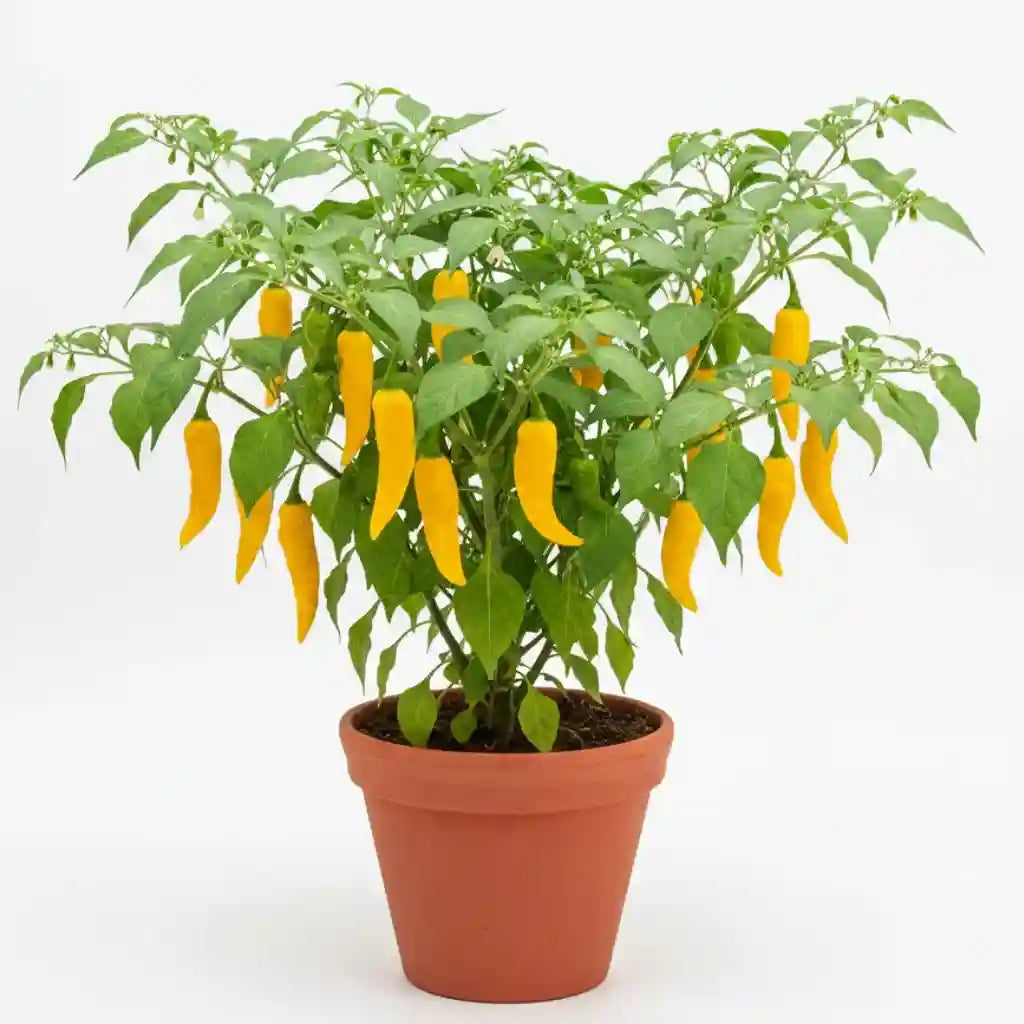 Ghee Chilli Yellow seeds