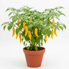 Ghee Chilli Yellow seeds