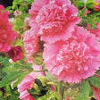 Hollyhock seeds mix double dwarf seeds — Native, Aromatic seed pack | Native Indian Organics