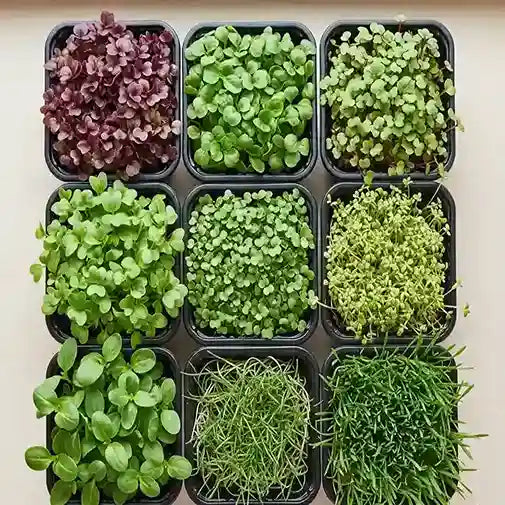 Microgreen seeds combo pack for home and terrace gardening