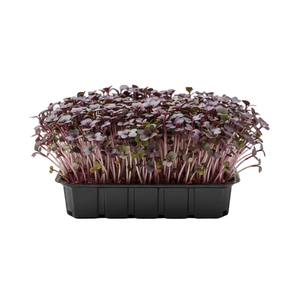 Purple Kale microgreen seed online