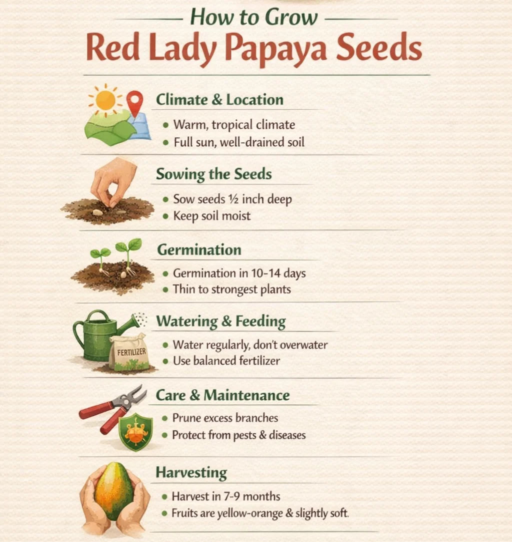 Infographic on how to grow red lady papaya seeds with step-by-step instructions.
