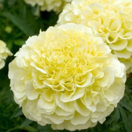 African Marigold White seeds — Fast-growing, Heirloom seed pack | Native Indian Organics
