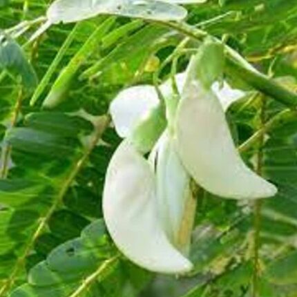 Sesbania Grandiflora (White) seeds — Crisp, Organic seed pack | Native Indian Organics
