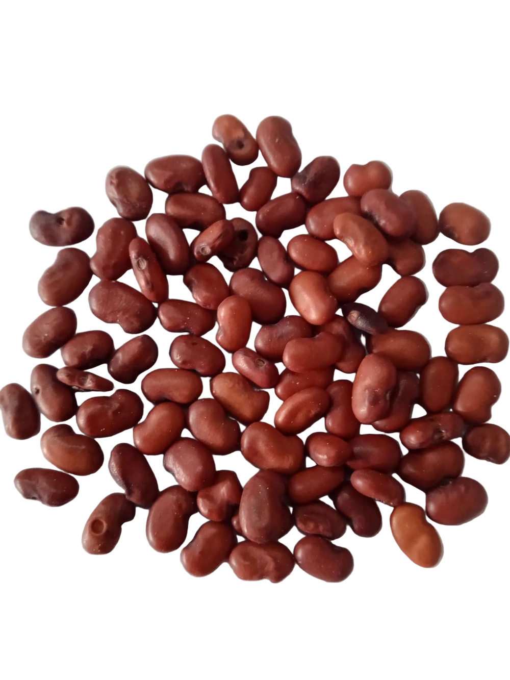 Sesbania Grandiflora Red seeds — Nutrient-dense, Organic seed pack | Native Indian Organics