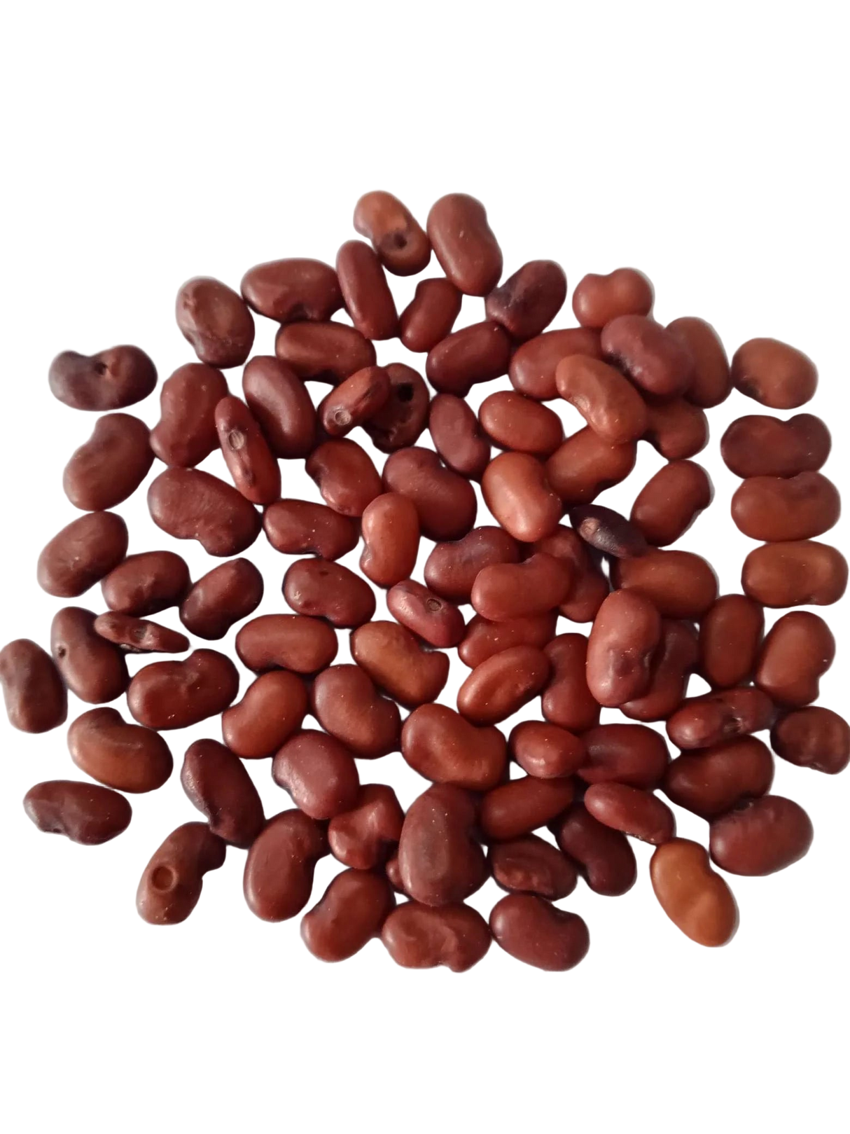 Sesbania Grandiflora Red seeds — Nutrient-dense, Organic seed pack | Native Indian Organics