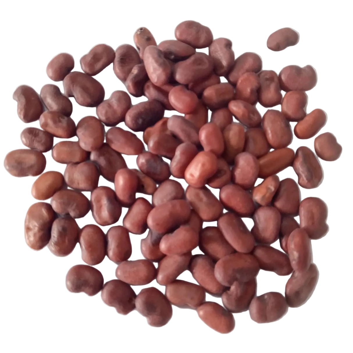 Sesbania Grandiflora (Agathi White) seeds — Crisp, Organic seed pack | Native Indian Organics