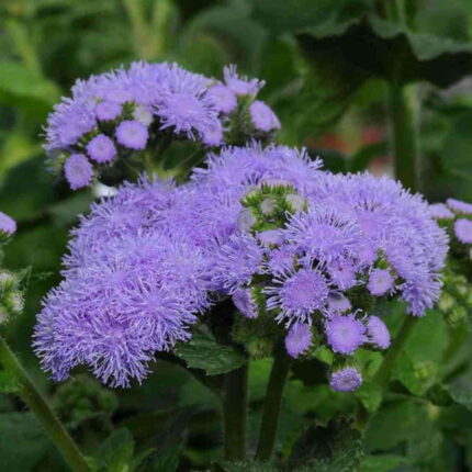 Ageratum Ball Mix seeds — Crisp, Organic seed pack | Native Indian Organics