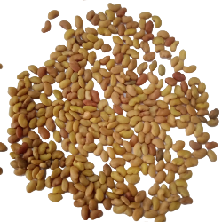 Alfalfa fodder seeds 1KG — Organic and Fresh Seeds for animals | Native Indian Organics