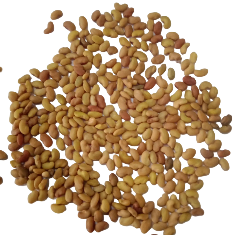 Alfalfa fodder seeds 250 G seed pack | Healty Seeds for Livestock animals | Native Indian Organics |