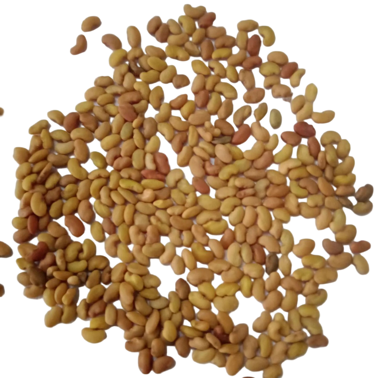 Alfalfa fodder seeds 250 G seed pack | Healty Seeds for Livestock animals | Native Indian Organics |