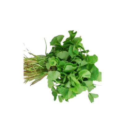 Sprout Spinach Seed — Crisp, Organic seed pack | Native Indian Organics