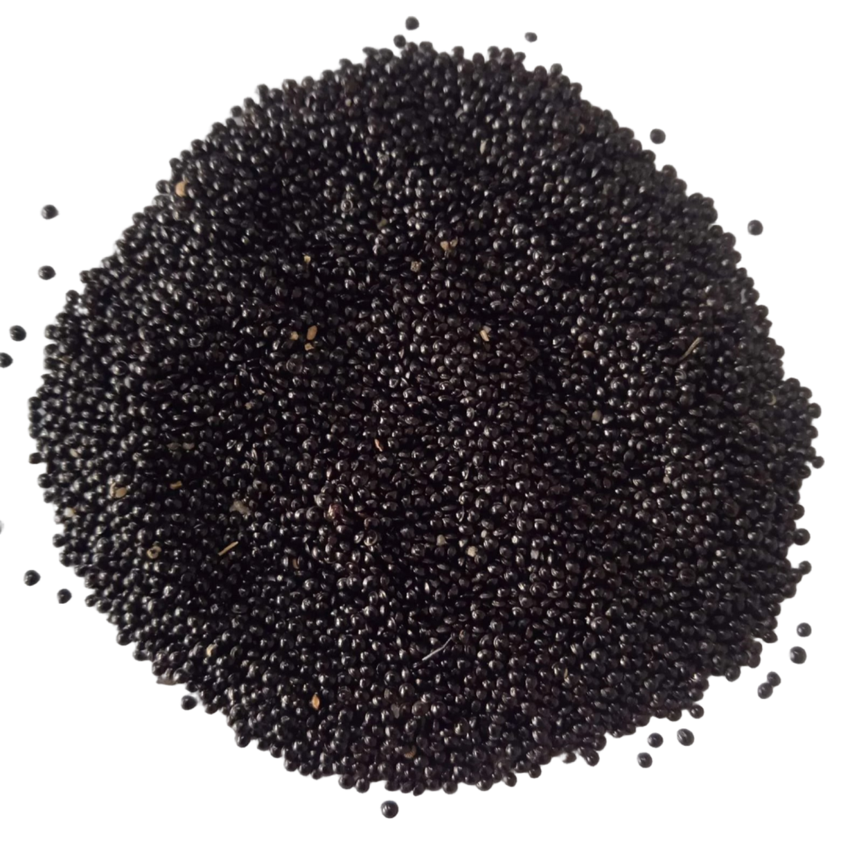 Organic Seeds of Spleen Amaranthus  — Premium quality, High Germinated Seeds| Native Indian Organics