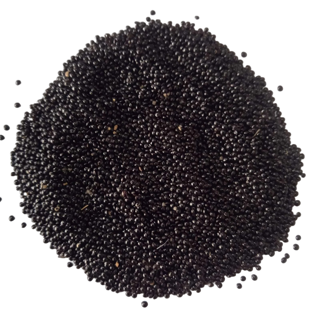 Amaranthus Tricolour Molten Fire seeds — Organic , Non - GMO Seeds | Native Indian Organics