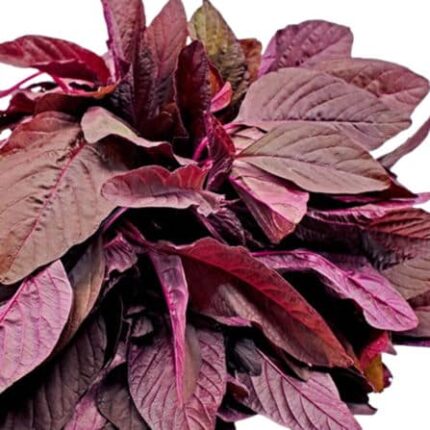 Amaranthus Seeds Red — Non-GMO, Aromatic seed pack | Native Indian Organics