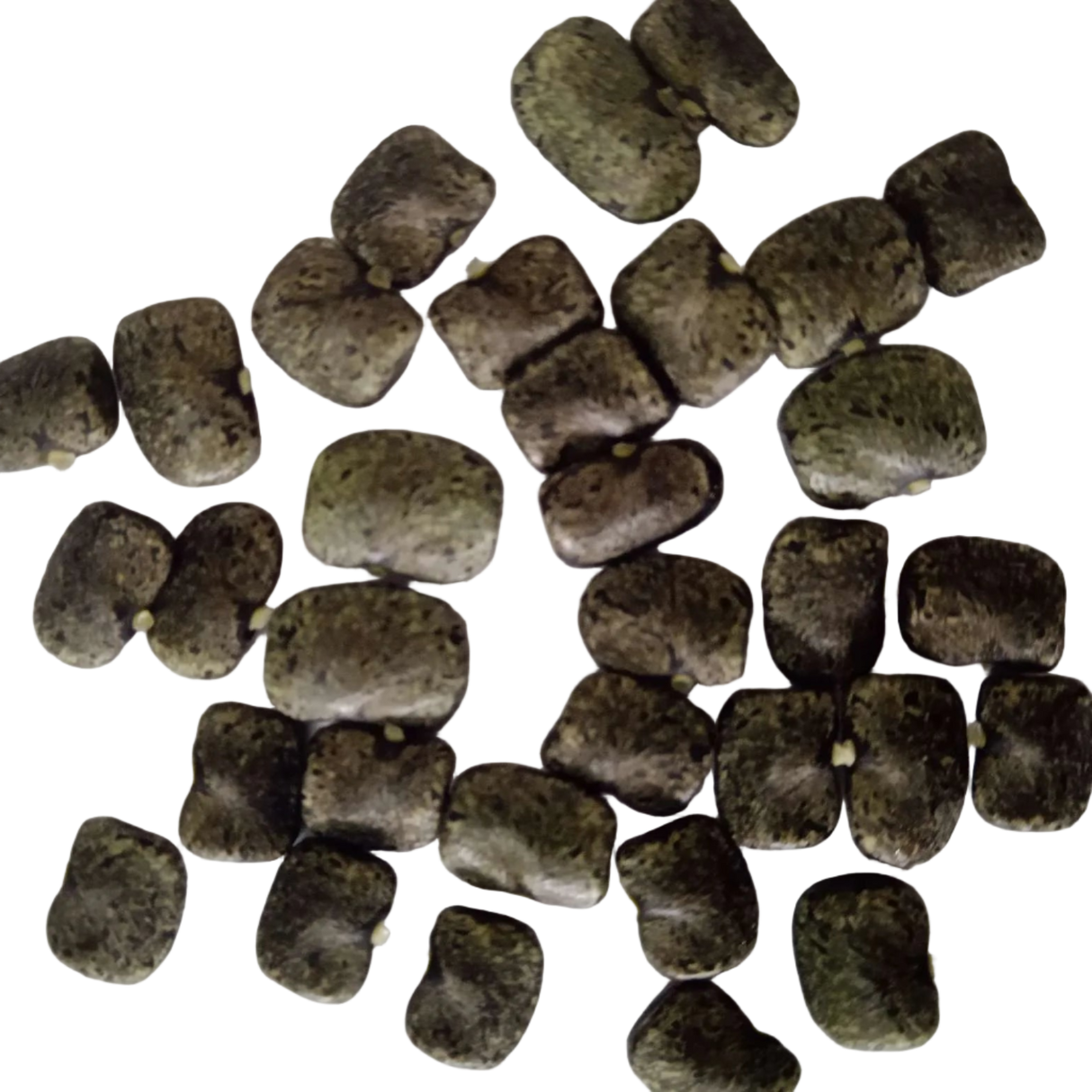 Aparajita Butterfly pea (Clitoria White) seeds - Fresh and Healthy Seeds | Native Indian Organics