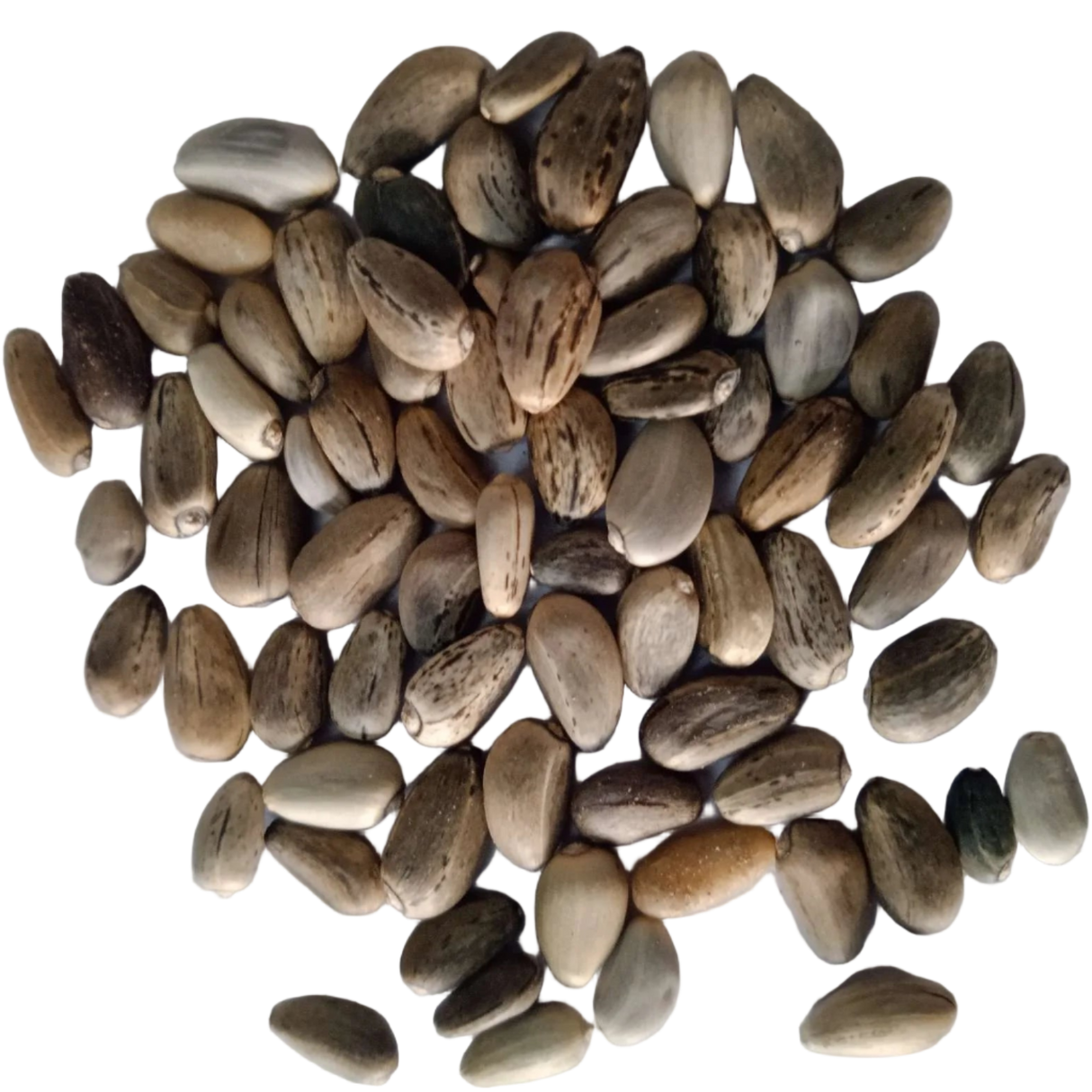 Artichoke seeds — Organic, Non-GMO Seeds | Native Indian Organics