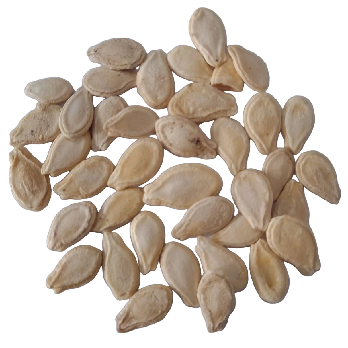 Ash Gourd Seeds — Fast-growing, Organic seeds pack | Native Indian Organics | Pumpkin seeds