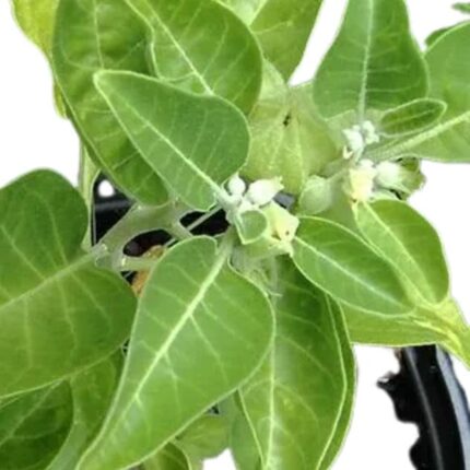 Ashwagantha Herbal Plant Seeds — Reliable, Durable | Native Indian Organics