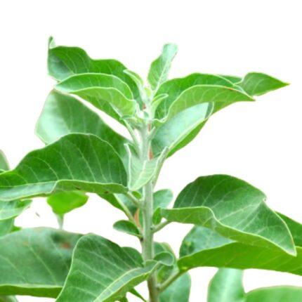 Ashwagantha Herbal plant seeds — Tender, Nutrient-dense seed pack | Native Indian Organics