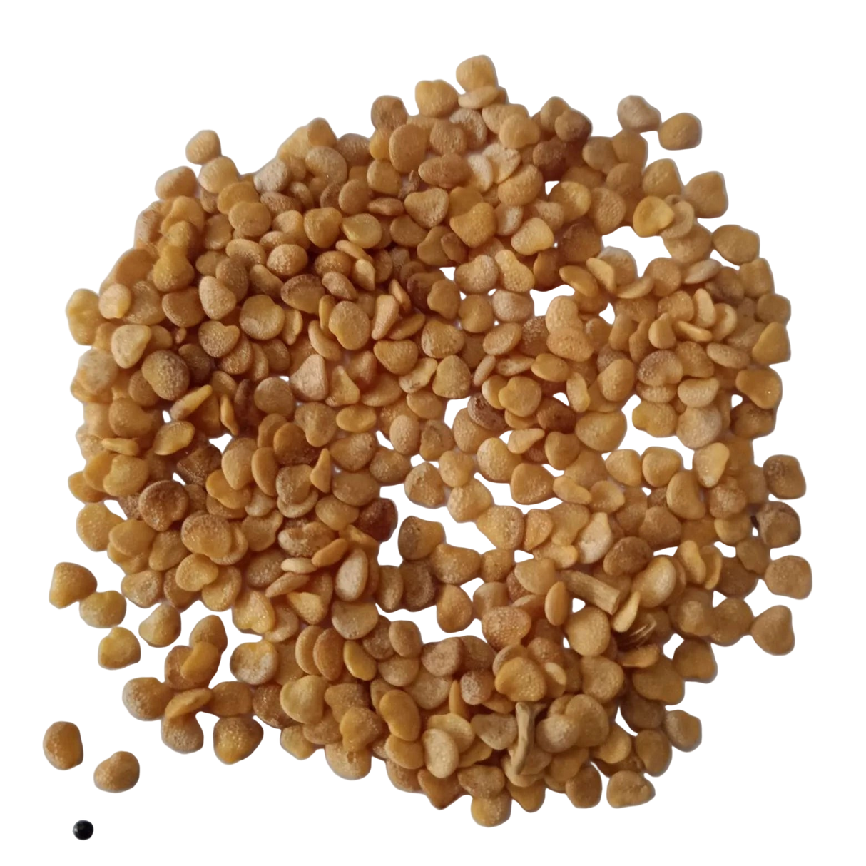 Ashwagantha Herbal Plant Seeds - Healthy and organic seeds | Native Indian Organics