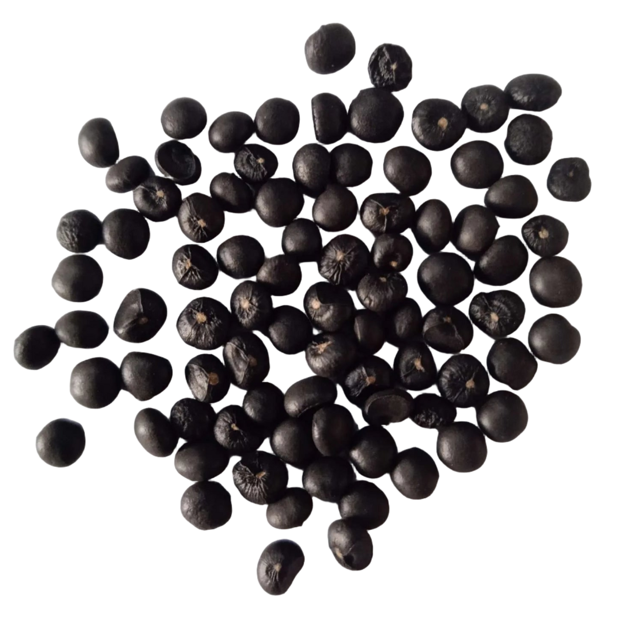 Asparagus seeds — Fresh and High germination seed pack | Native Indian Organics