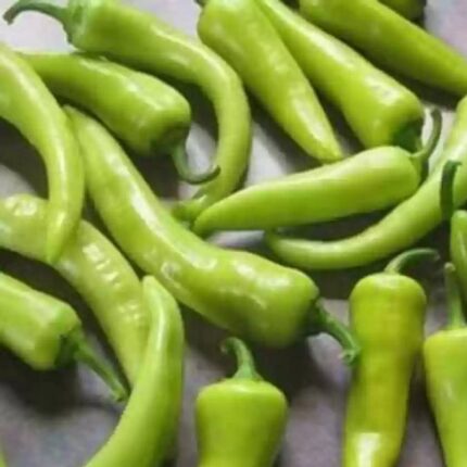 Bajji Chilli Seeds — Organic, High germination seed pack | Native Indian Organics