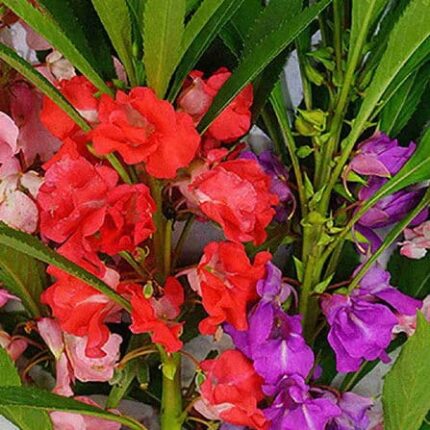Balsam Tom Thumb Mix flower seeds — Fast-growing, Heirloom seed pack | Native Indian Organics