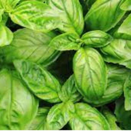 Basil seeds — Heirloom, Native seed pack | Native Indian Organics