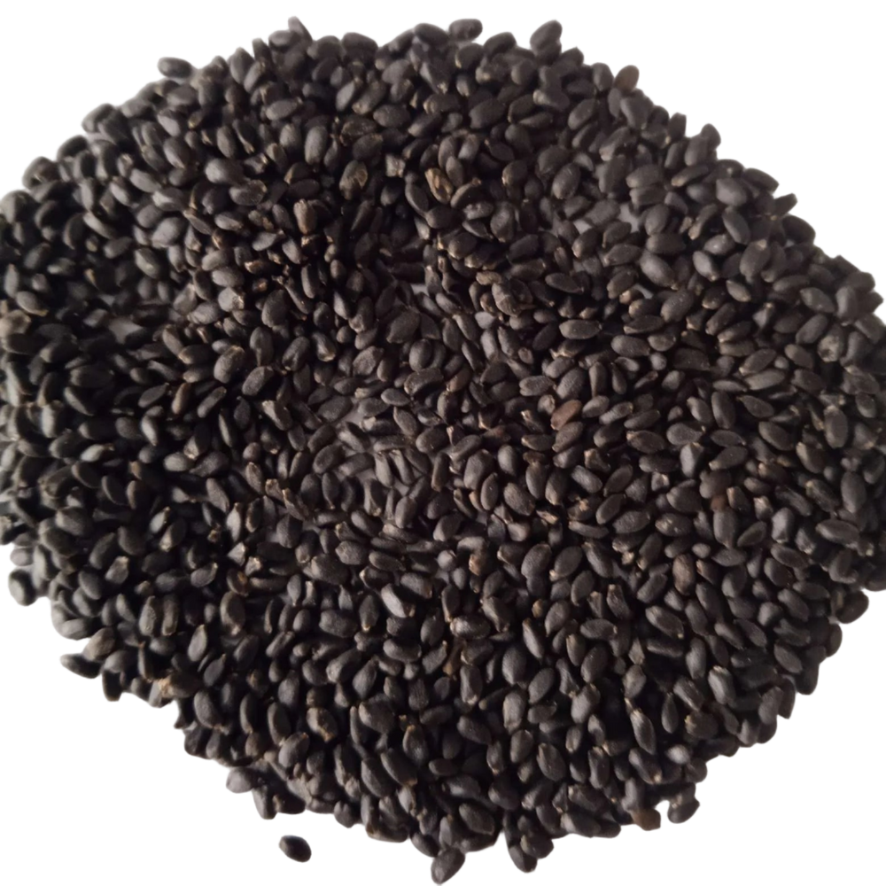 Seeds of Basil Microgreen - organic and Non- GMO seeds | Native Indian Organics