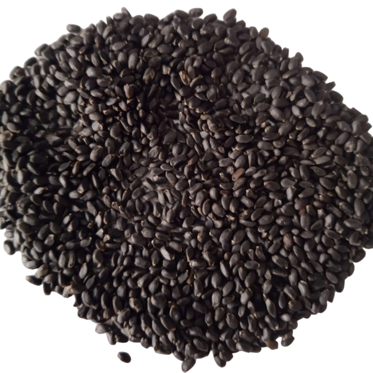 Seeds of Basil Microgreen - organic and Non- GMO seeds | Native Indian Organics