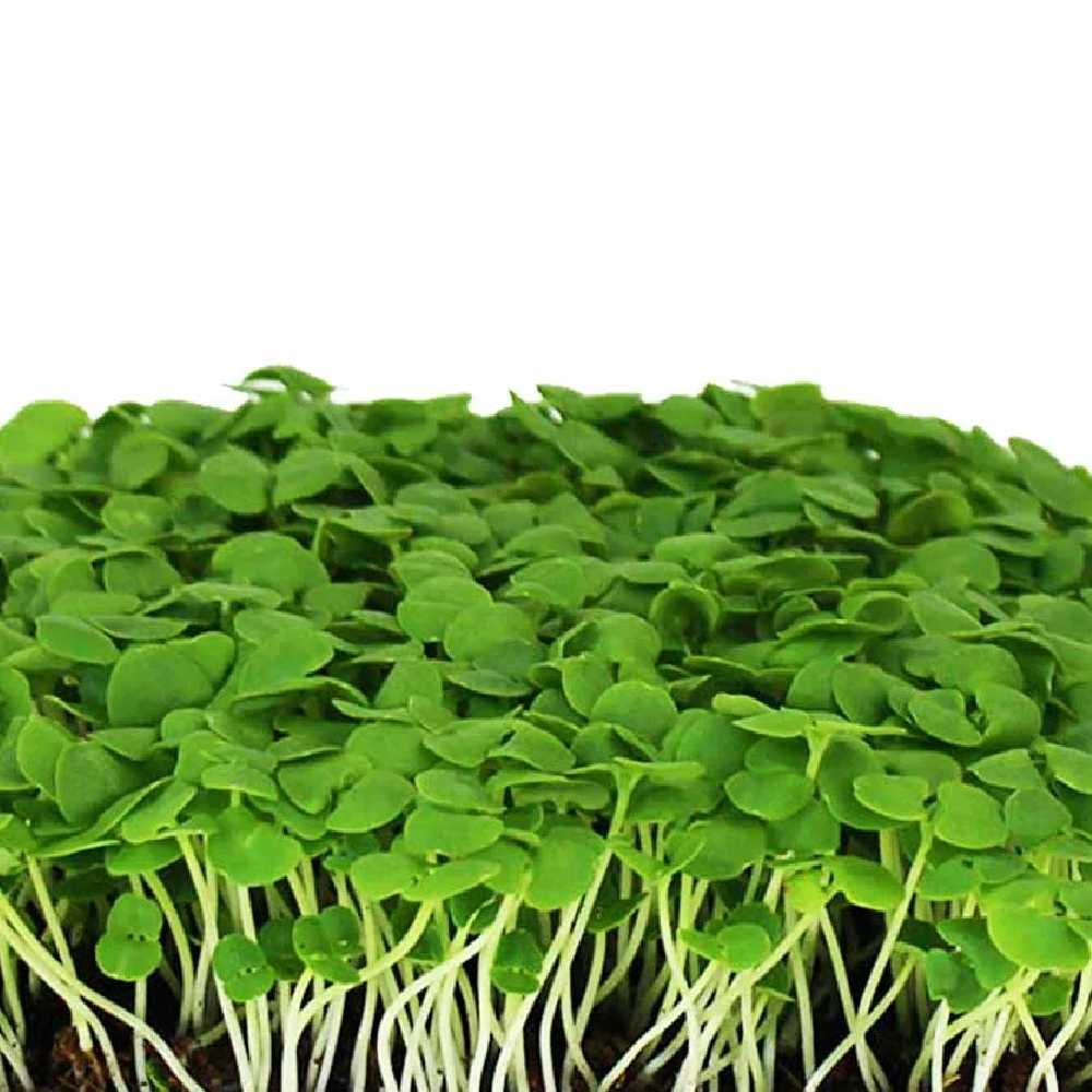 Basil Microgreen Seeds - Nutrient Rich Aromatice Seeds Pack | Native Indian Organics