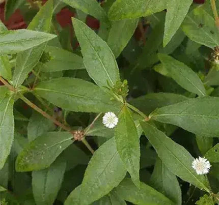 Bhringraj Plant Seeds — Non-GMO, Aromatic seed pack | Native Indian Organics