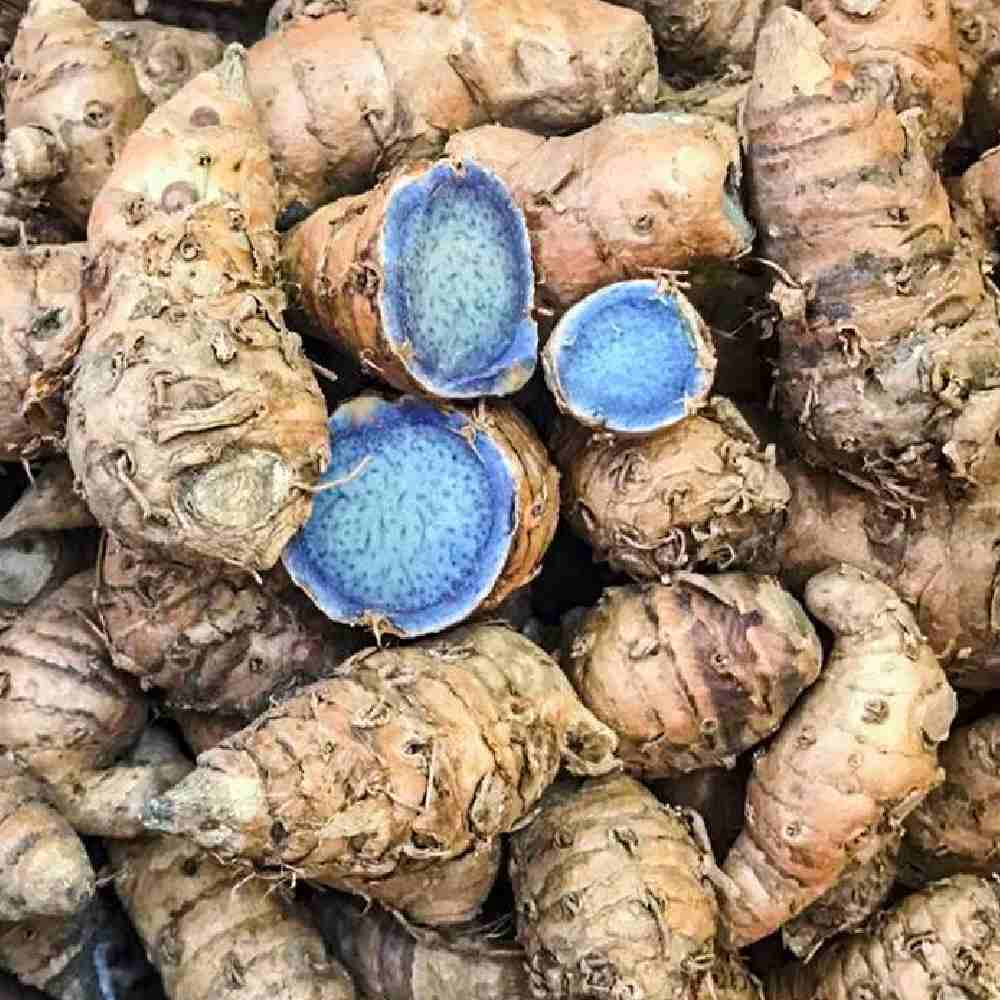Black Turmeric Bulbs Pack of 1