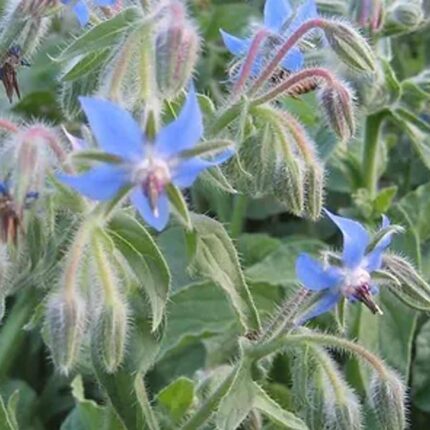 Borage seeds — Nutrient-dense, Organic seed pack | Native Indian Organics
