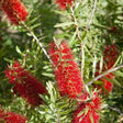 Bottle Brush Tree seeds — Clear glass, Airtight glass bottle with cork | Native Indian Organics