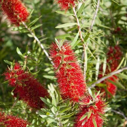Bottle Brush Tree seeds — Clear glass, Airtight glass bottle with cork | Native Indian Organics