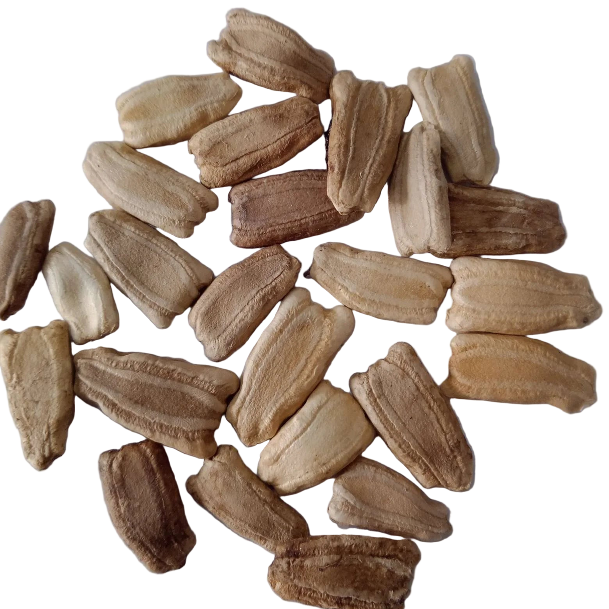 Long Bottle Gourd Seeds Native country variety Vegetable - Native Vegetable Seeds | Native Indian Organics