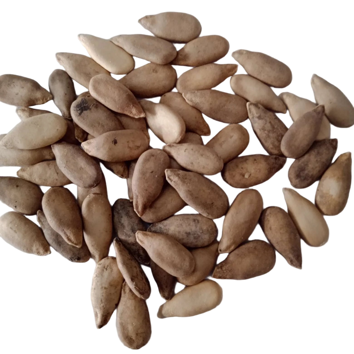 Bottle Gourd (Round) seeds — Fresh and Organic Seeds | Native Indian Organics