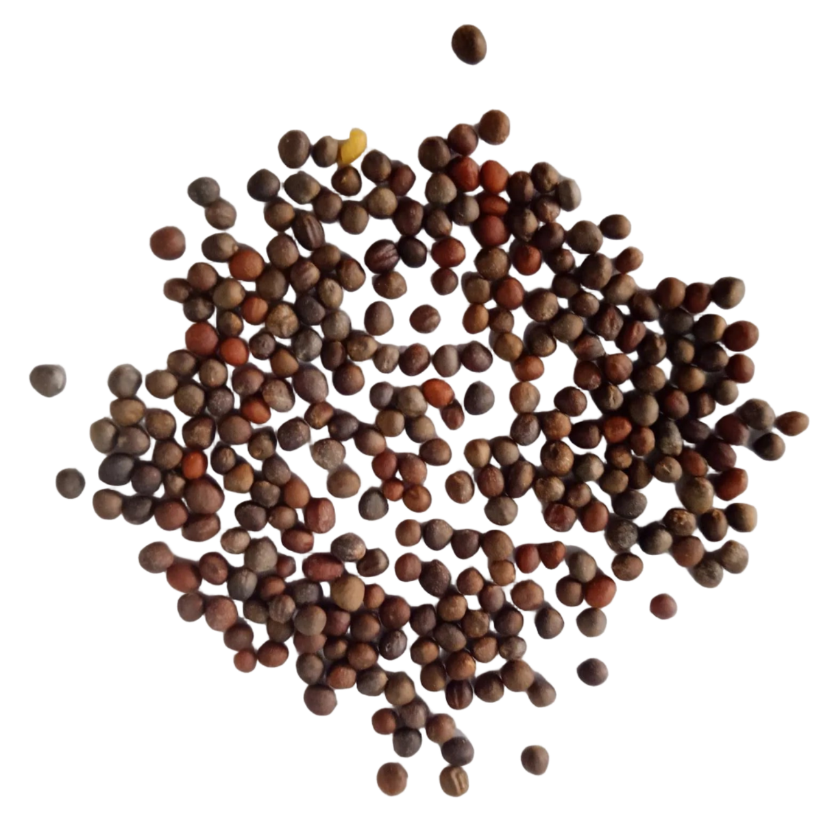 Broccoli Microgreen Seeds 50g — Fresh and Chemical Free Seeds | Native Indian Organics