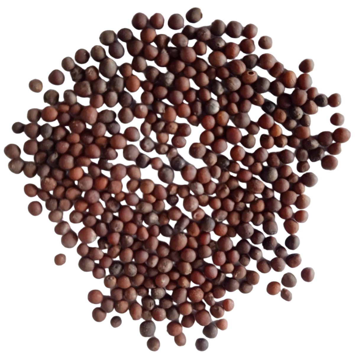 Brussels sprout Seeds — Organic, Non GMO seeds | Native Indian Organics