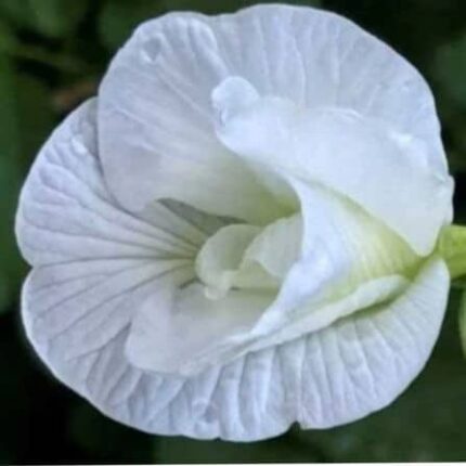 Aparajita Butterfly pea (Clitoria White) seeds — Fast-growing, Aromatic seed pack | Native Indian Organics