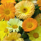 Calendula double fiesta gitana mix — Aromatic, Fast-growing seed pack | Native Indian Organics