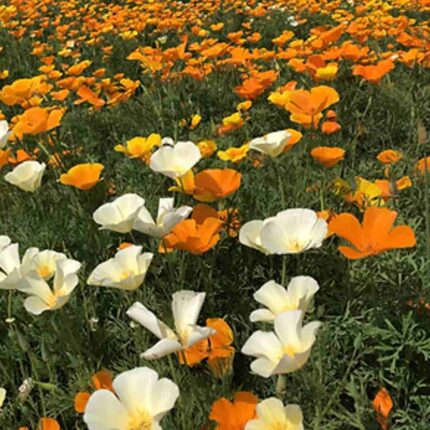 California Poppy Mix seeds — Tender, Nutrient-dense seed pack | Native Indian Organics