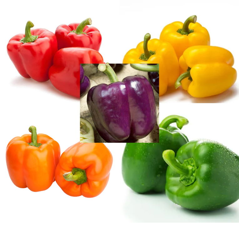 Capsicum Combo of 5 Varieties of Color